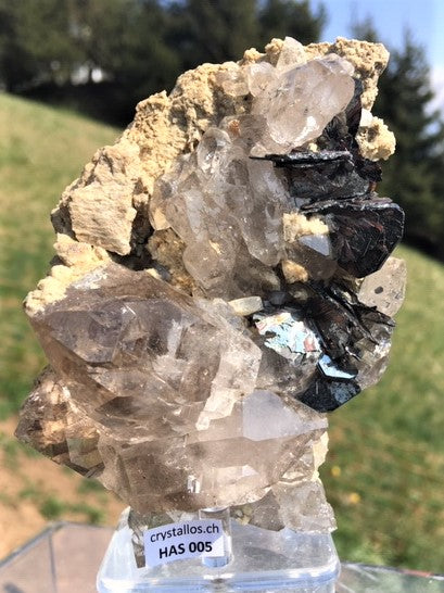 Eisenrose auf Rauchquarzstufe HAS 005